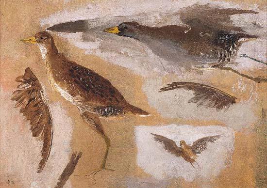Thomas Eakins Studies of Game Birds, probably Viginia Rails China oil painting art